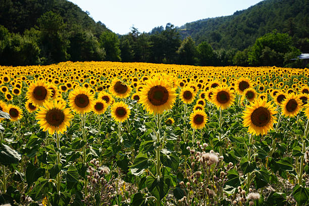 Common sunflower on a field during sunny summer day