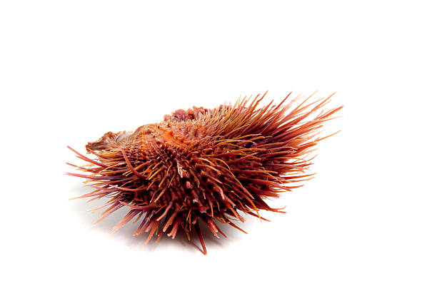 istock Marine sea shell named :spondylus lingufelis 2208290110