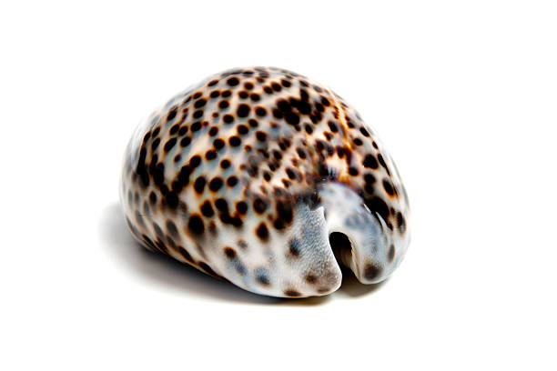 Conch shell on white background