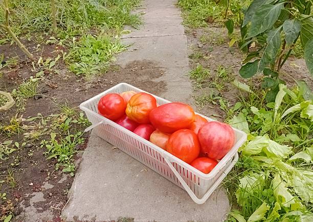 Home-Grown Tomatoes – Fresh & Organic Harvest