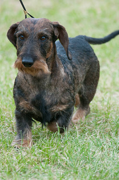 Wirehaired Dachshund competing in a conformation event at a dog show