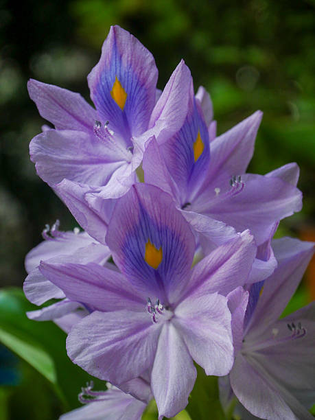 istock Purple water lily flower close-up 2208292196