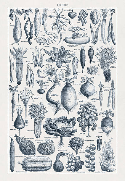 Illustration about Olericulture (the study of vegetable growing) printed in a late 19th century French dictionary.