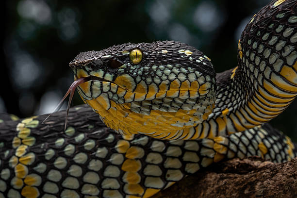 istock Wagler's pit viper, Wagler's temple viper 2208296596