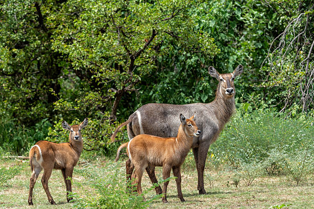 istock Waterbuck with calf in Kruger National Park 2208301369