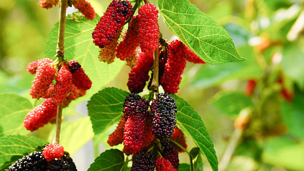 istock The ripe mulberry is on the fruit tree 2208302809