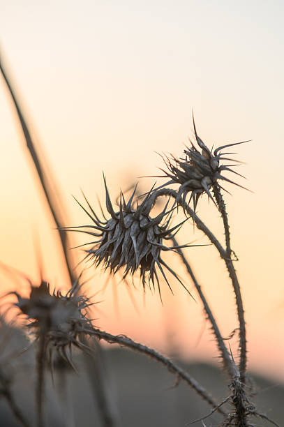 Beneath a softly fading sky, prickly thorns stand tall, silhouetted against a gradient of warm colors. Nature's quiet beauty captures a moment of serene stillness as day turns to night.