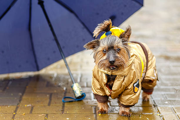 Small Yorkshire Terrier dressed in a shiny raincoat stands under a blue umbrella on a wet pavement. The dog is ready for rainy weather, adding charm and humor to the scene