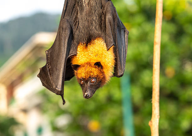 istock Fruit bat, pteropus seychellensis muzzle, seychelles flying foxes close-up on blurred background 2208309589