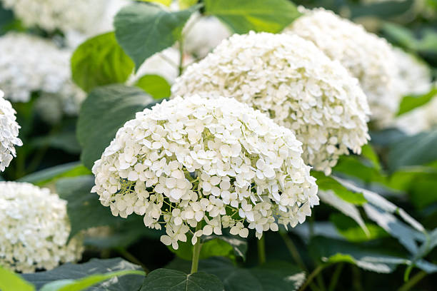 istock Hydrangea Flowers, Blooming White Hortensia, Hydrangea Paniculata Flower Closeup, Large Inflorescences 2208309638