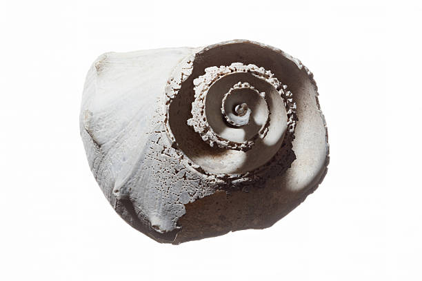 Tectus pyramis spiral seashell isolated on white background.