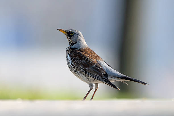 istock Fieldfare Bird In Action 2208310435
