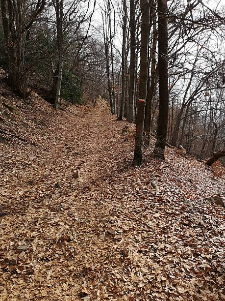 istock Path in the woods, Parco delle Cinque Vette (province of Varese) 2208311417
