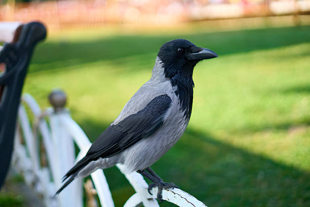 Close-Up Image Of Crow In The Park