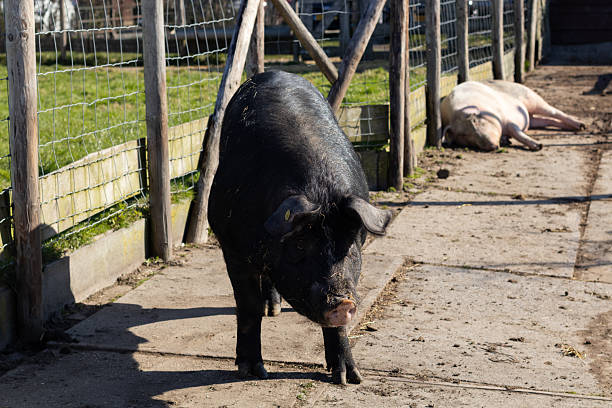 Black pig walking in a sunlit farm