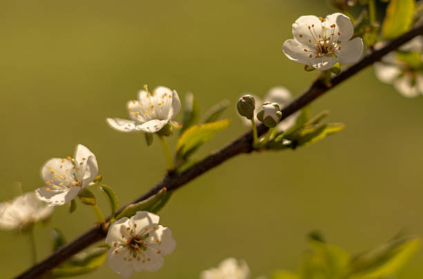 istock Blooming spring season. cherry blossom. 2208311811