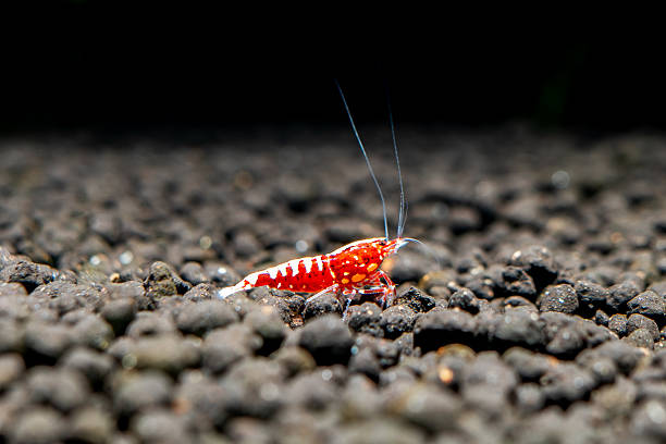 Red galaxy pinto shrimp on black soil closeup, freshwater aquarium tank