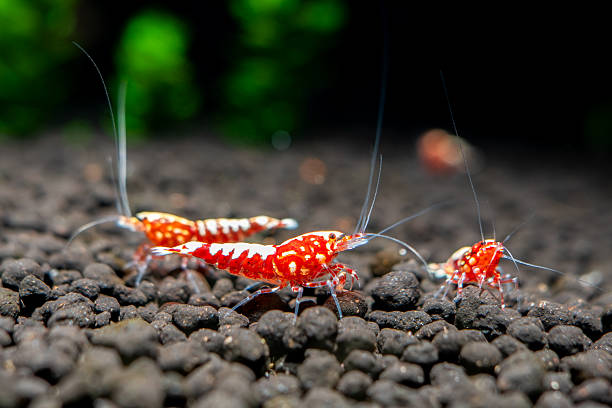 istock Red galaxy pinto shrimp on black soil closeup 2208312357
