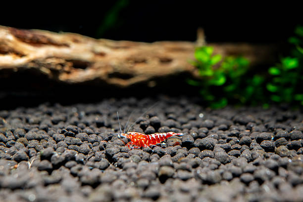 Red galaxy pinto shrimp on black soil closeup, freshwater aquarium tank