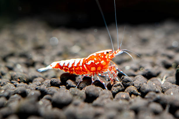 istock Red galaxy pinto shrimp on black soil closeup 2208312421