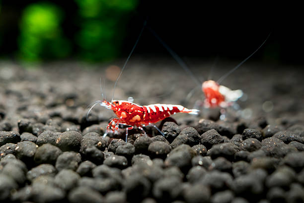 Red galaxy pinto shrimp on black soil closeup, freshwater aquarium tank