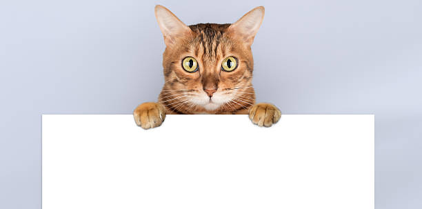 istock Curious Bengal cat peeking behind white banner, holding sheet on light purple background, copy space 2208314738