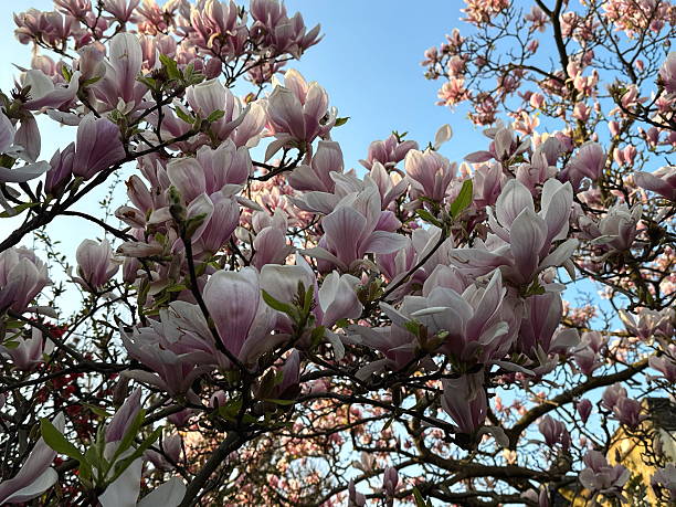 istock Close-up of blooming pink magnolia tree 2208315236
