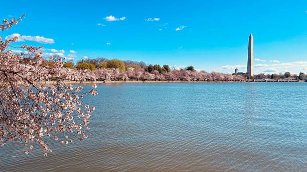 istock Cherry blossom festival Washington DC march 2025 2208315768