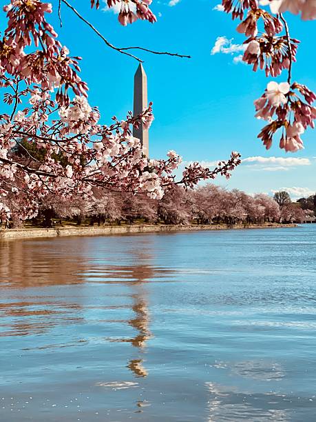 Cherry blossom festival Washington DC march 2025