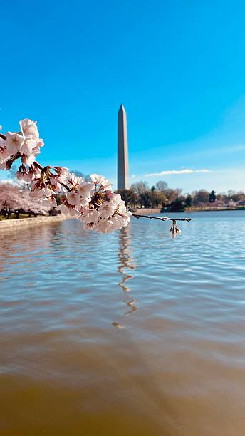 istock Cherry blossom festival Washington DC march 2025 2208316574
