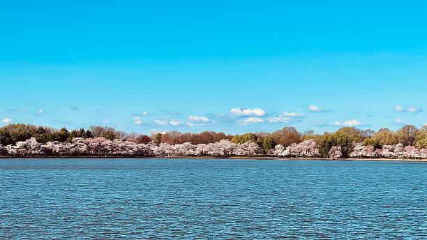 istock Tidal basin during cherry blossom festival Washington DC march 2025 2208316800