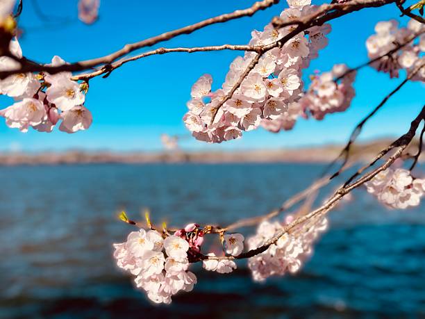 Blooming cherry on branch