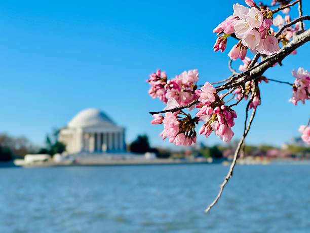 Bloesem festival in Washington dc maart 2025