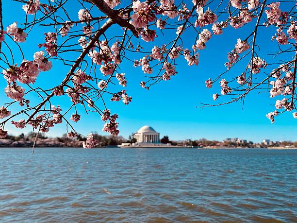 Bloesem festival in Washington dc maart 2025