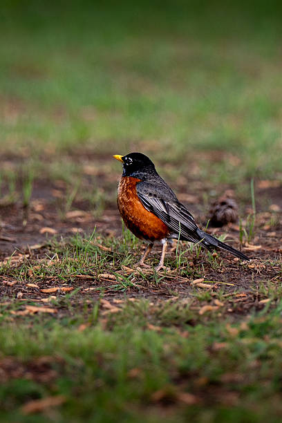 istock American Robin Standing on the Ground Looking Away 2208317802