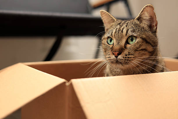 istock Close Up Tabby Cat Playing in the Cardboard 2208319720