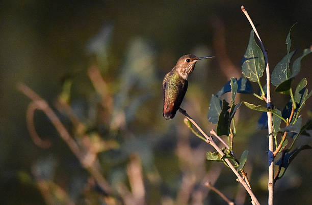 istock Hummingbird Solitary 2208322587