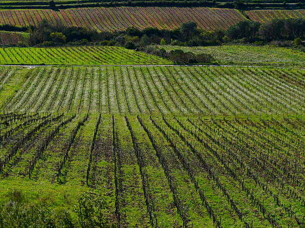 Vineyards, near Tuchan, Aude