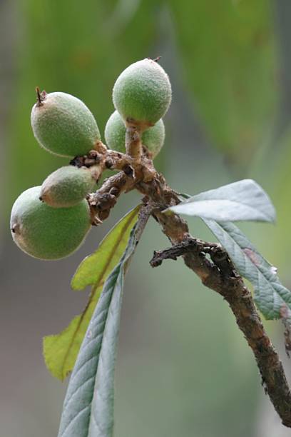 A dragonfly rests on a branch near ripe fig fruit