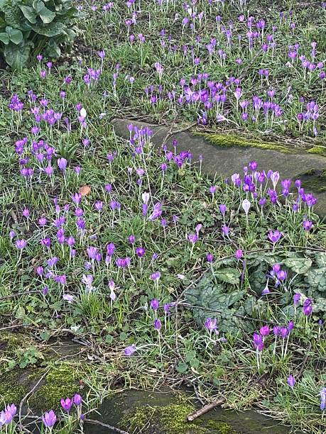 istock Purple Crocuses Growing in Graveyard, Guildford Town Centre – Nature in Spring 2208324825