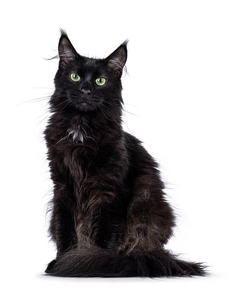 istock Maine Coon cat on white background 2208325562