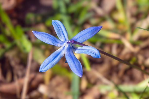 A vivid display of delicate blue spring flowers emerging amidst fallen leaves, symbolising renewal, beauty, and the transition from winter to spring in nature.