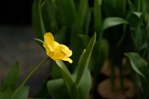 istock Yellow iris and daffodils blooming in spring with vibrant petals against a black background 2208325753