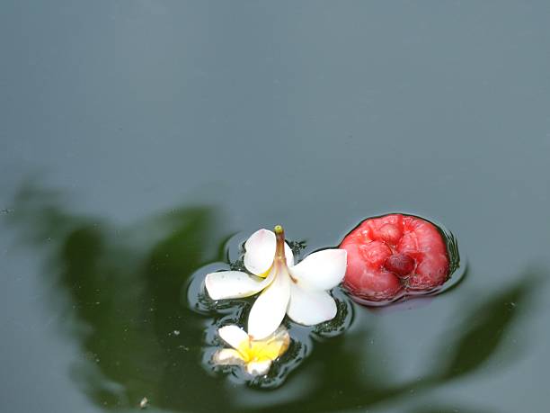 istock Java apple float in clear water, a macro view of spring's delicate beauty 2208326001