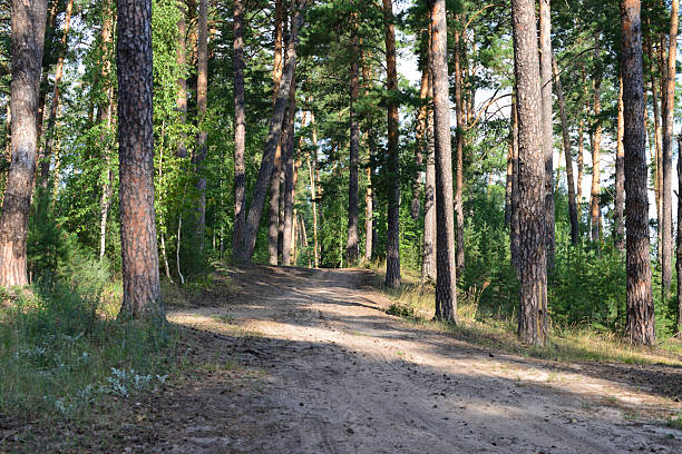 istock A dirt path winds through a sunlit forest of tall pine trees 2208326594