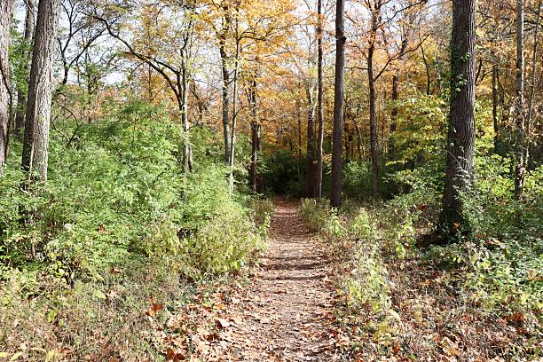 istock Hiking in the Fall Forest 2208327060