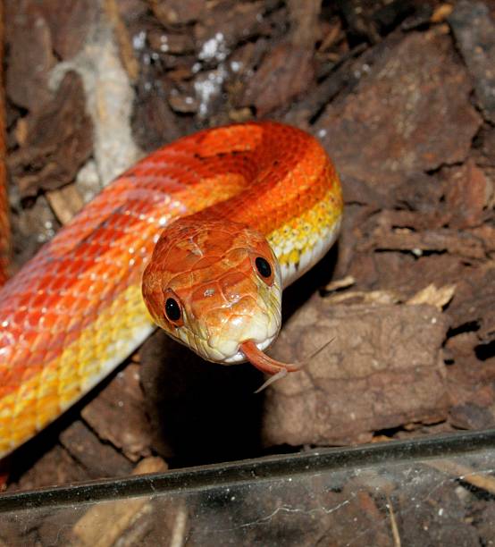 istock Snake serpent wildlife photography 2208327132