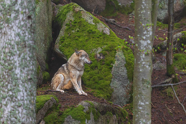 Wolf - Canis lupus in the deep forest on the rock