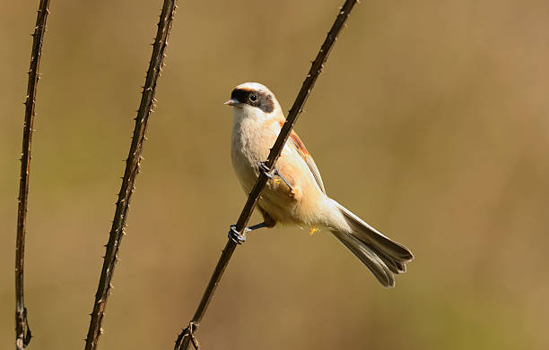 istock Eurasian Penduline Tit  (Remiz pendulinus) 2208330743