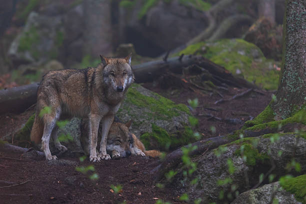 Two common wolves (Canis lupus lupus) running on a meadow.